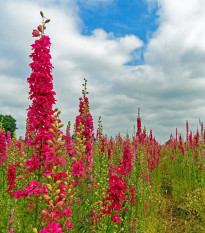 Stračka Carmine King - Delphinium imperialis - semena stračky - 100 ks
