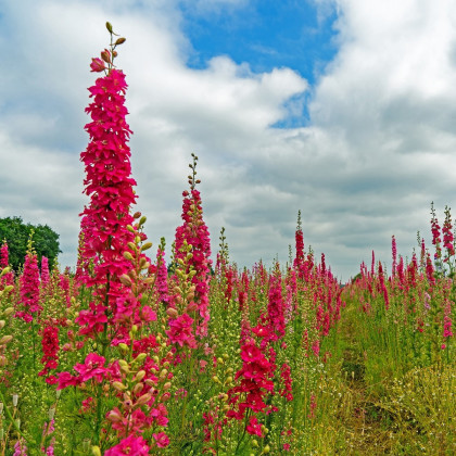 Stračka Carmine King - Delphinium imperialis - semena stračky - 100 ks