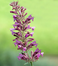 Agastache vřesová královna - Agastache cana - semena agastache - 30 ks