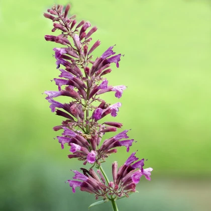 Agastache vřesová královna - Agastache cana - semena agastache - 30 ks