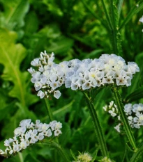 Limonka chobotnatá bílá - Limonium sinuatum - semena limonky - 30 ks