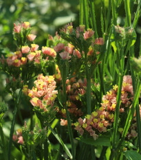 Limonka chobotnatá Apricot - Limonium sinuatum - semena limonky - 30 ks