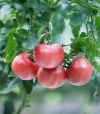 Rajče růžové Brandywine - Solanum lycopersicum - semena rajčete - 6 ks