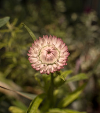Smil listenatý Silvery Rose - Helichrysum bracteatum - semena smilu - 500 ks
