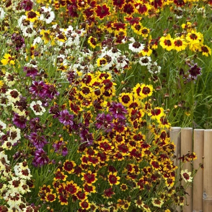 Krásnoočko trpasličí mix - Coreopsis hybrida - semena krásnoočka - 200 ks