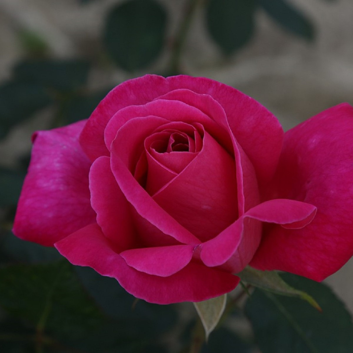 Růže velkokvětá keřová Pink Peace - prostokořenné sazenice růží