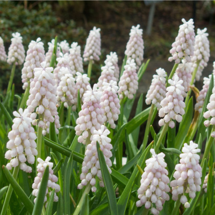 Modřenec Pink Sunrise - Muscari armeniacum - cibule modřence - 2 ks