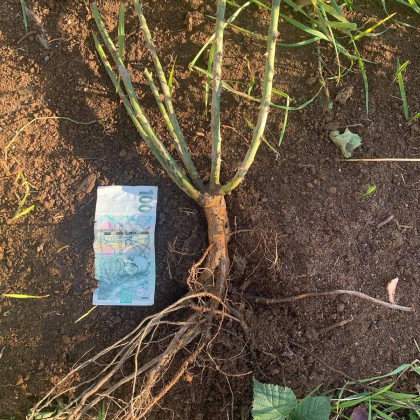 růže Lidka - sazenice