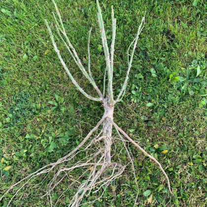 růže Lidka - sazenice