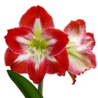 Amarylis / Hippeastrum