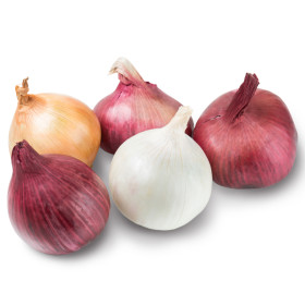 Cebula