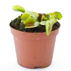 Rośliny mięsożerne