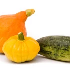 Cukinia, Dynia i Kabaczek