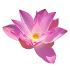 Rośliny wodne i błotne