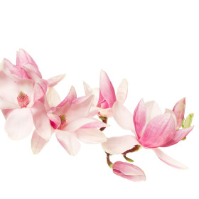Magnolie
