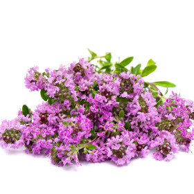 Macierzanka