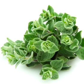Dobromysł Oregano