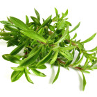 Saturejka - przyprawa