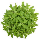 Szałwia - przyprawa