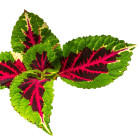 Afrykańska pokrzywa