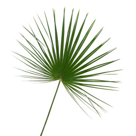 Palmy - nasiona