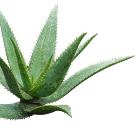 Agawa