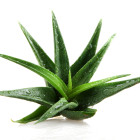 Aloes