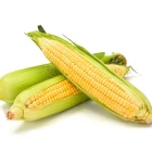 Kukurydza