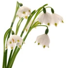 Przebiśniegi i śnieżyczki