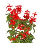 Szałwia - rośliny jednoroczne