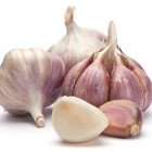 Czosnek sadzeniakowy