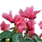 Cyklamen
