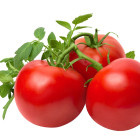 Pomidor krzaczasty