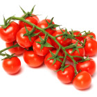 Dziko rosnące pomidory