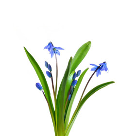 Szczawik/Scilla