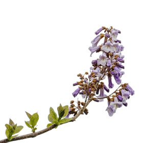 Paulownia