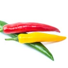 Chilli - ostre papryki