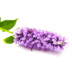 Agastache
