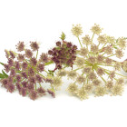 Kerblík - przyprawa