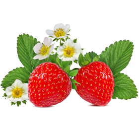 Poziomka