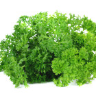 Pietruszka - przyprawa