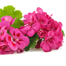Pelargonie