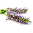 Agastache - byliny