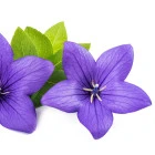 Dzwonek - byliny wieloletnie