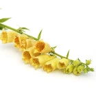 Naparstnica - byliny wieloletnie