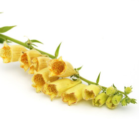 Naparstnica - byliny wieloletnie