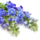 Stračka - byliny wieloletnie