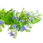 Inne byliny wieloletnie