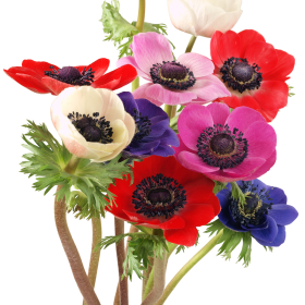 Sasanki