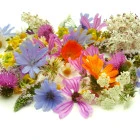 Mieszanka roślin jednorocznych